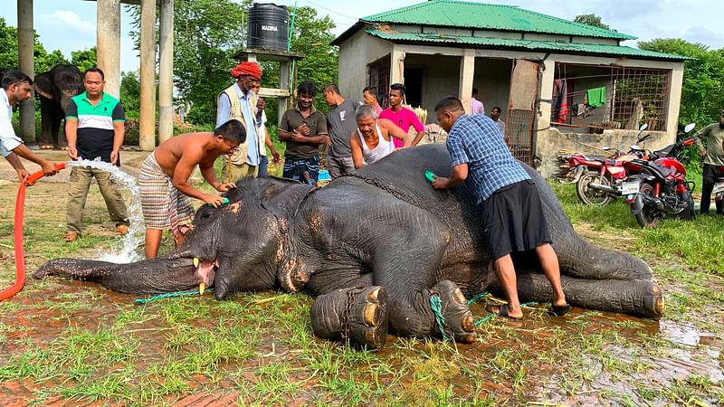 মারধরের শিকার হাতিকে হাতিশালায় নেওয়ার পরপরই গা এলিয়ে দেয়। মাহুতরা তাকে গোসল করায়। শনিবার বেলা সাড়ে তিনটার দিকে গাজীপুরের শ্রীপুরের বঙ্গবন্ধু শেখ মুজিব সাফারি পার্কে